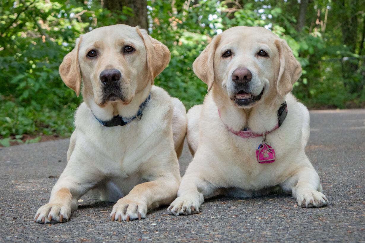 Two yellow Labrador Retrievers lie side by side facing the camera.