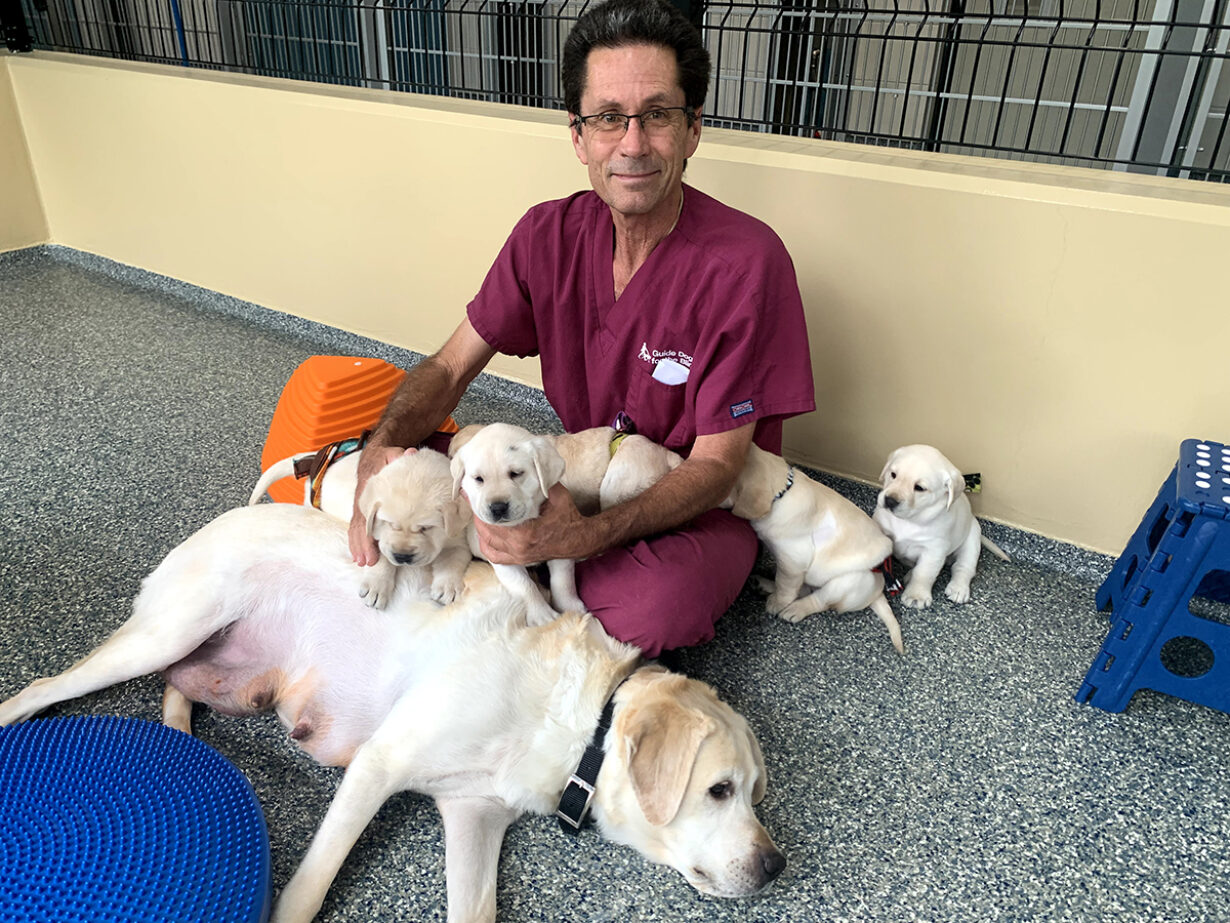 A man sits on the floor with a female yellow Lab and her little of four puppies.