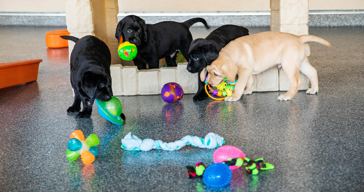 A group of puppies romp and play with colorful toys.