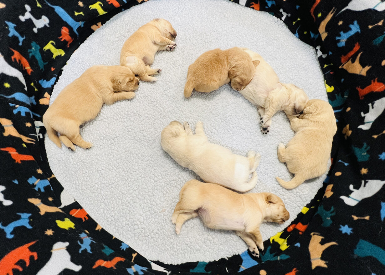 A litter of sleeping yellow Lab puppies on a colorful, soft fleece surface.