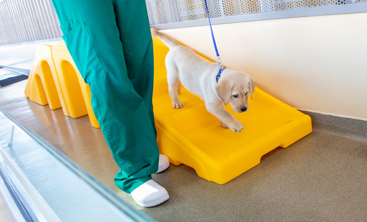 A person introduces a puppy to a small staircase.