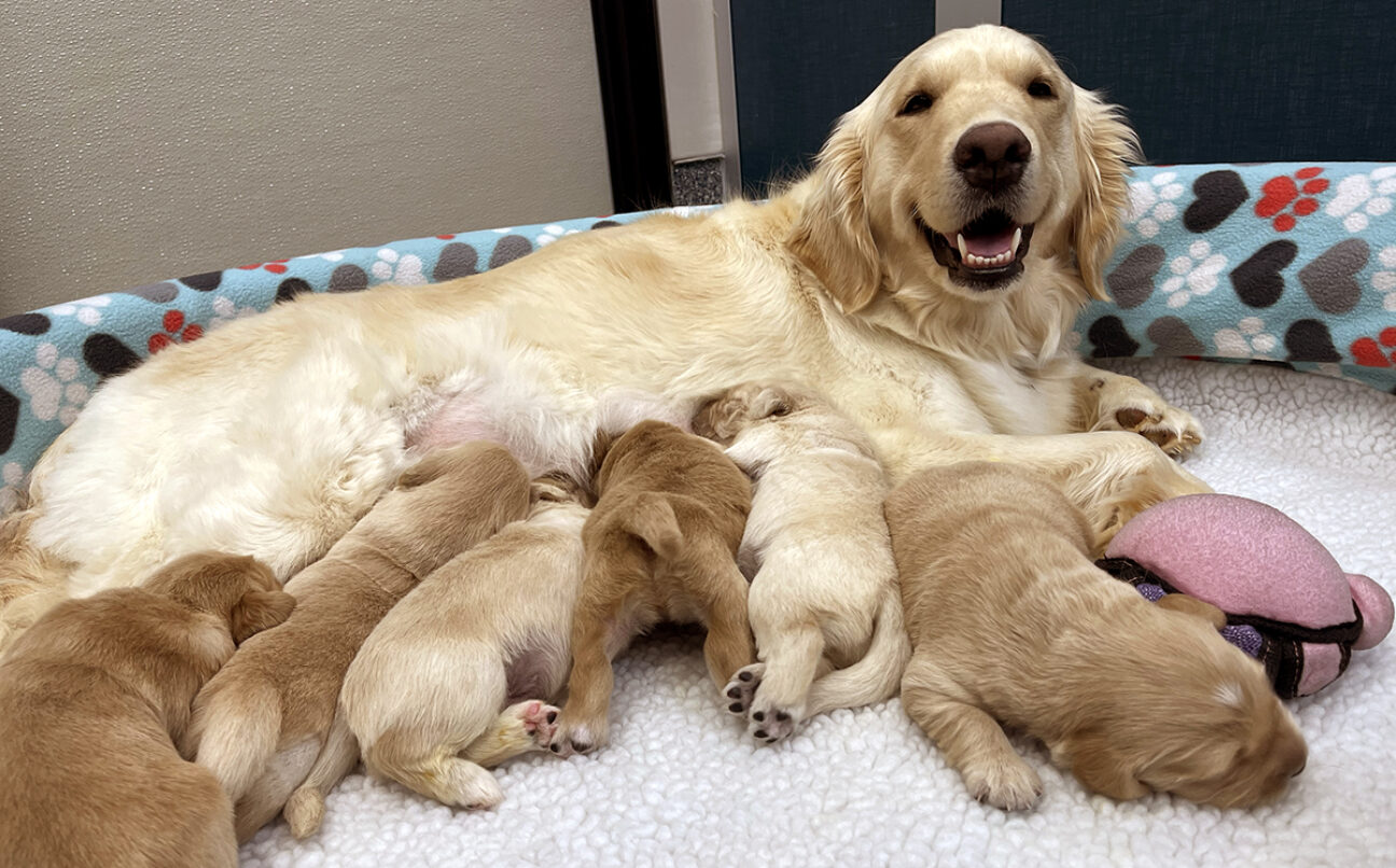 A female Golden Retriever with a litter of puppies.