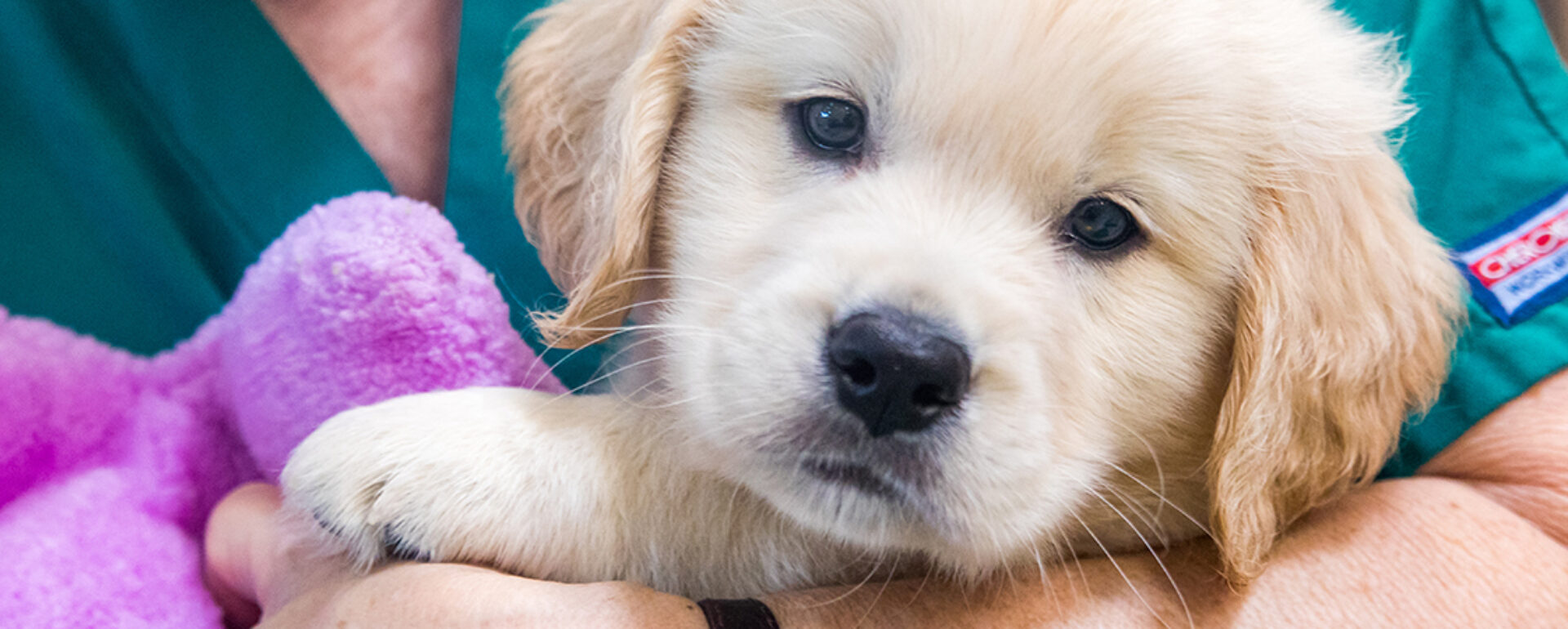 A person holds a fluffy Golden Retriever puppy in their arms.