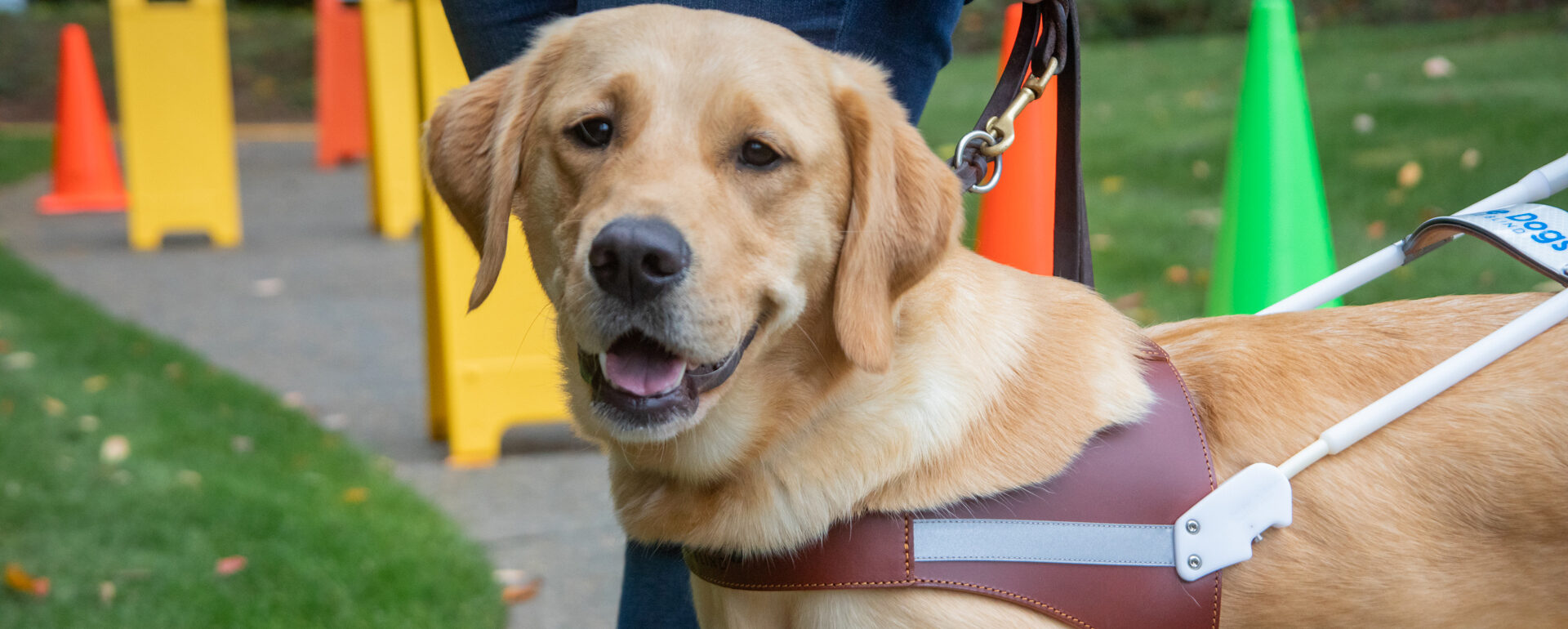 A smiling guide dog with colorful traffic cones in the background.