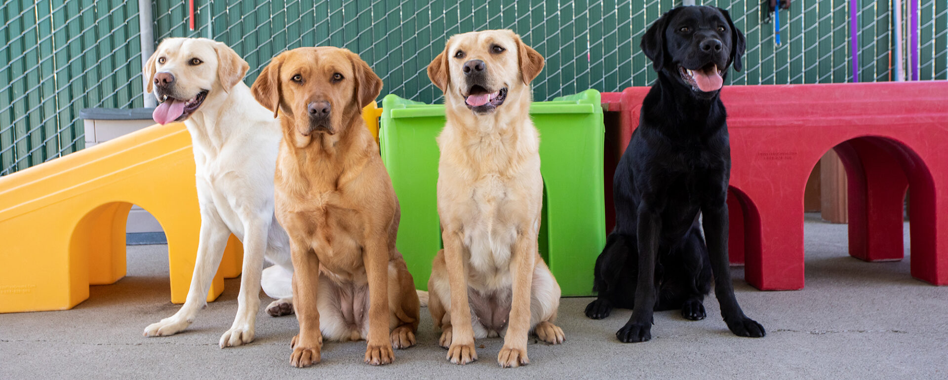 Four dogs pose in front of colorful play structures in a kennel.