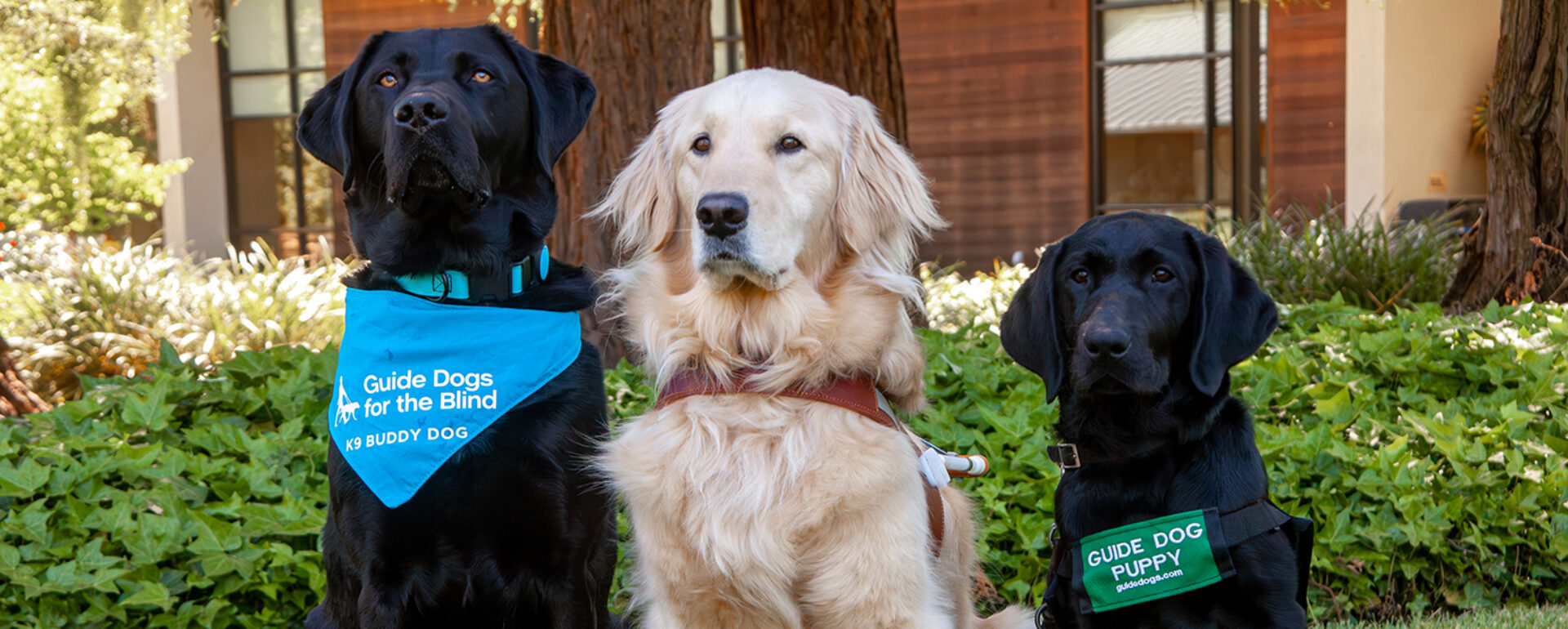 A trio of Guide Dogs for the Blind program dogs: a black Lab K9 Buddy, a Golden guide dog, and a black Lab guide dog puppy.