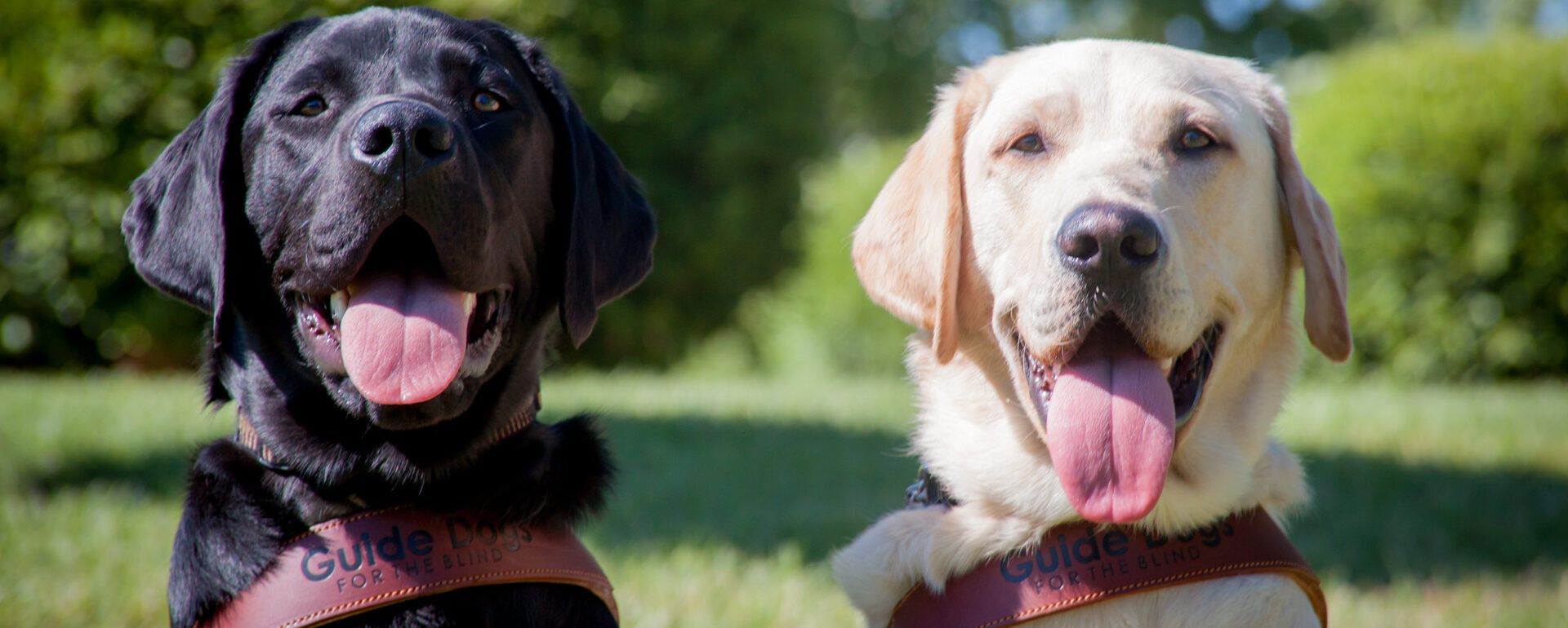 Two smiling guide dogs facing the camera.