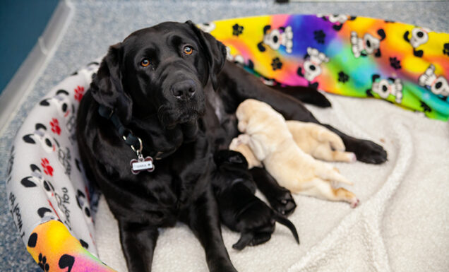 A black Lab mama dog with her litter of puppies.
