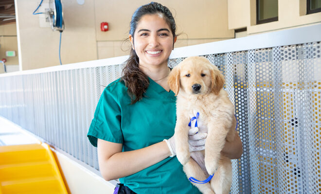A woman holds a Golden Retriever puppy.