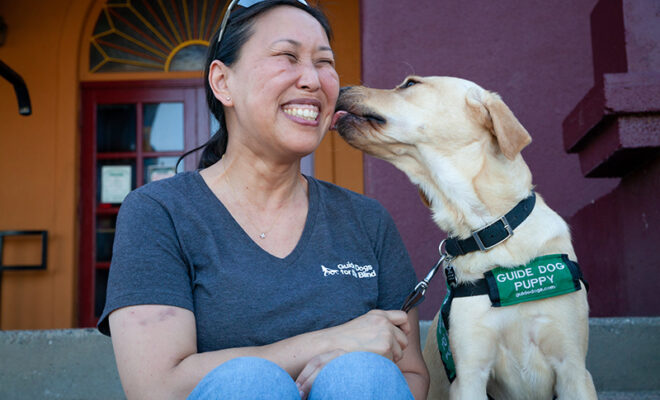 A volunteer puppy raiser gets a smooch from a yellow Lab puppy.