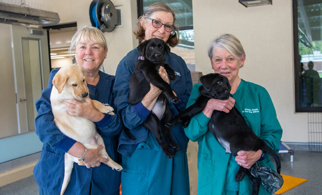 A trio of women holding puppies.