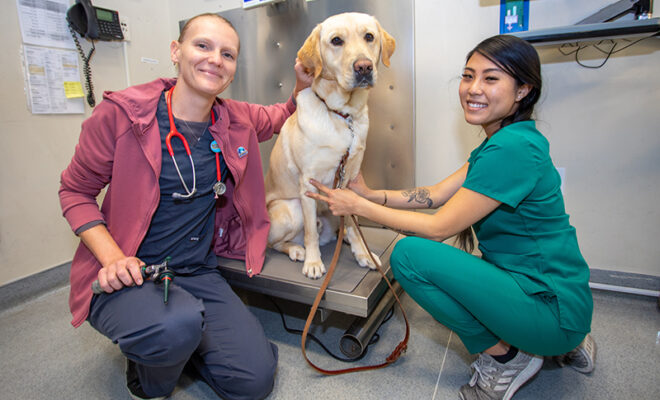 A veterinarian and a veterinary technician in an exam room with a yellow Lab.