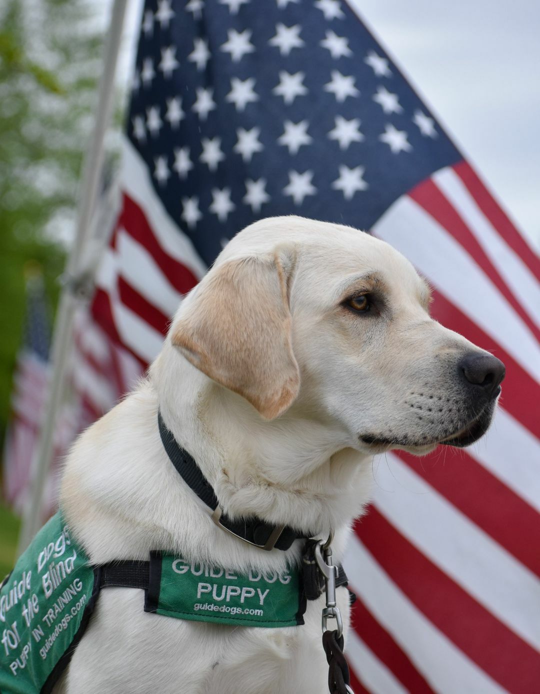 A yellow Lab guide dog puppy sits with a series look on their face. The American flag waves gently behind them.