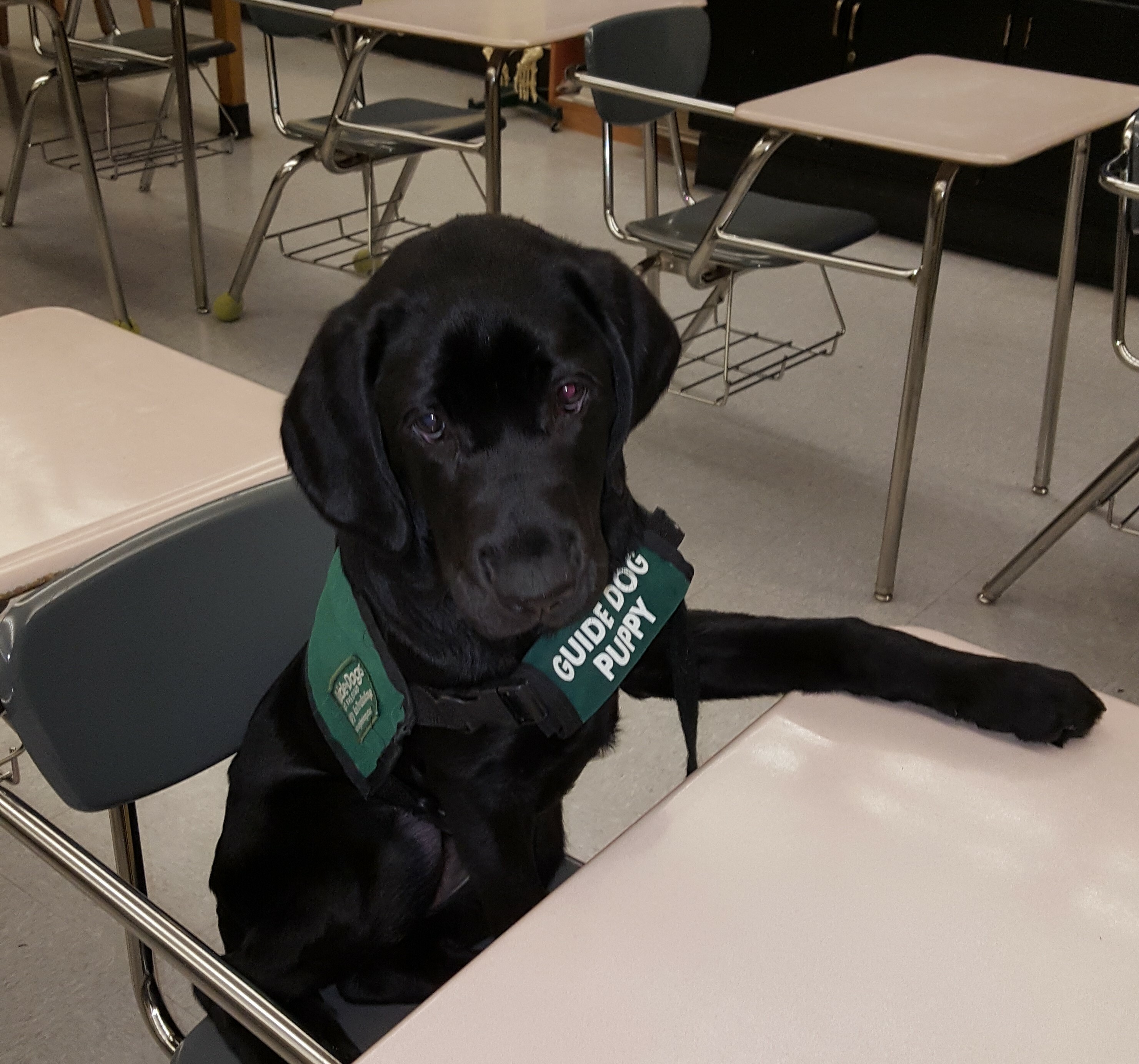 Faye in her puppy jacket sits in a classroom chair with her paw on a classroom desk school desk