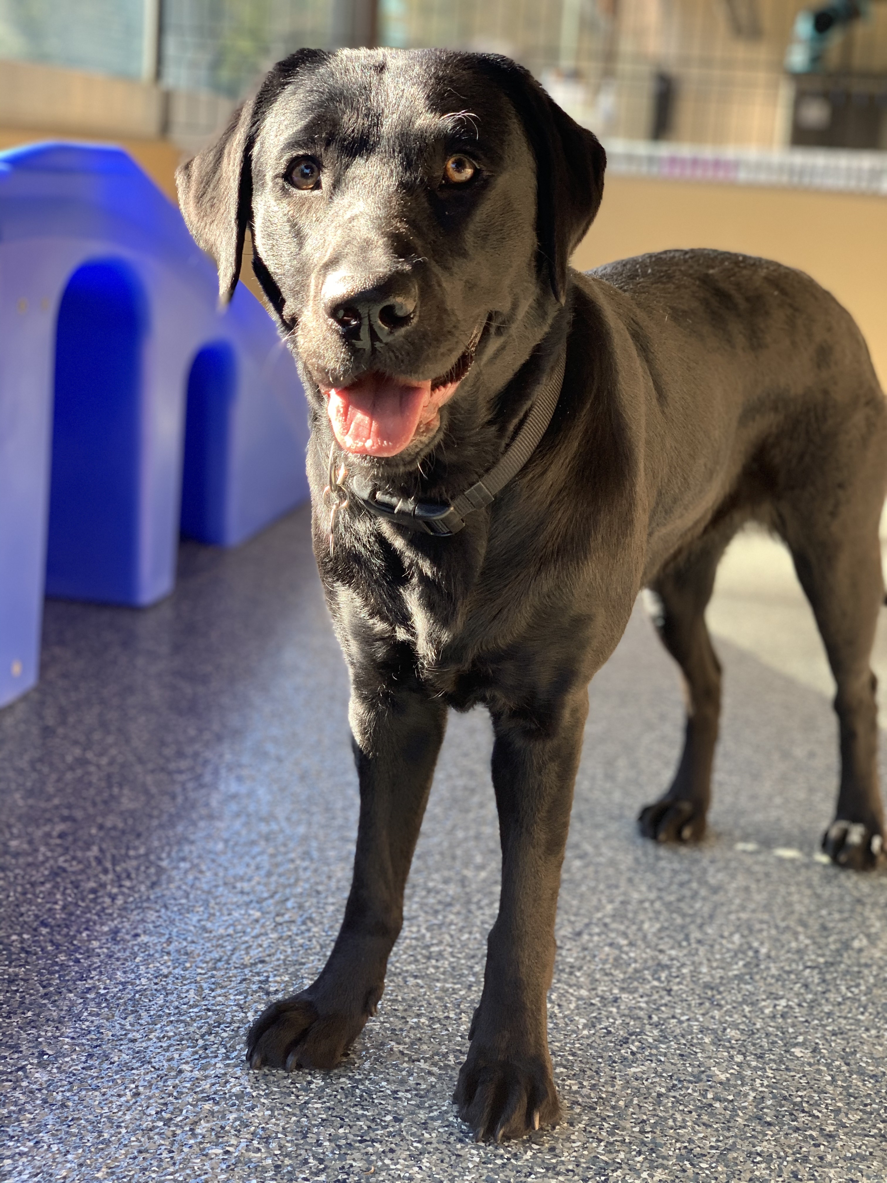 Female black Lab standing in the sun in a secure indoor play yard.