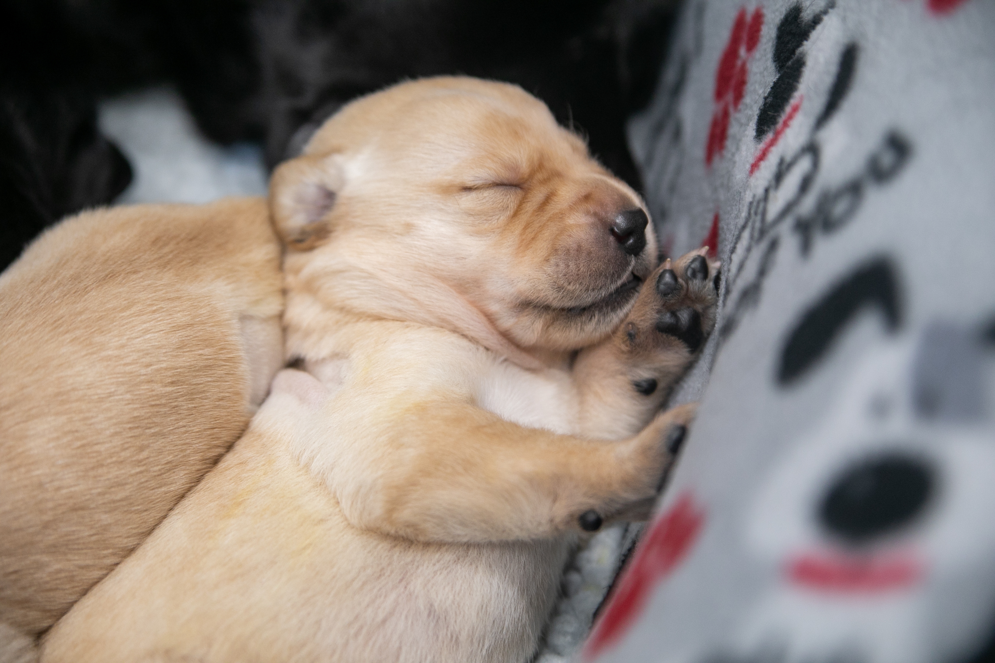 A yellow Lab newborn puppy sleeps with its littermates in the GDB Puppy Center.