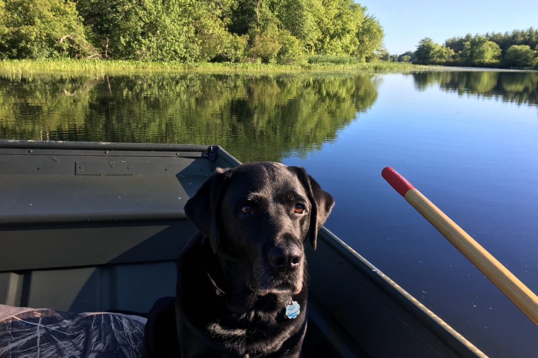 A black Lab sits in a boat on a lake.