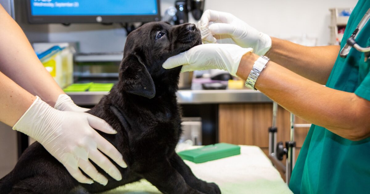 Guide Dogs for the Blind Position on… Guide Dogs for the Blind