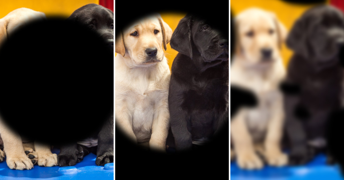 Blindness Awareness Month Types of Vision… Guide Dogs for the Blind