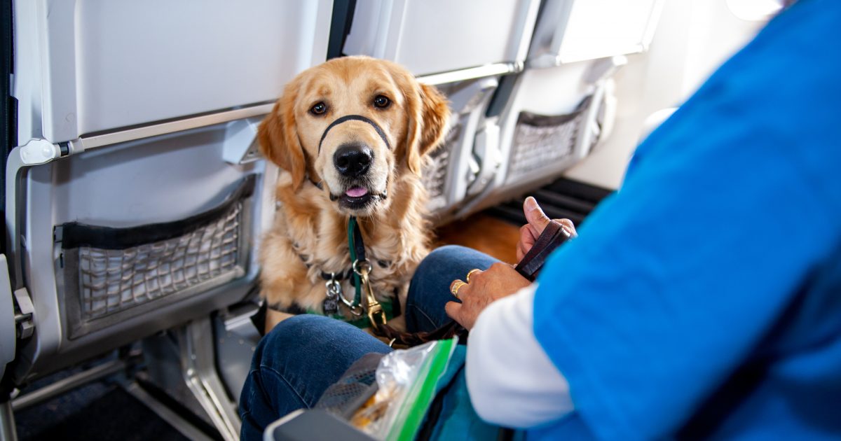 Are Seeing Eye Dogs Allowed On Planes