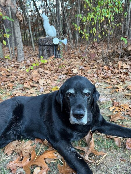 A retired black Lab guide dog with a gray muzzle sits in the woods.