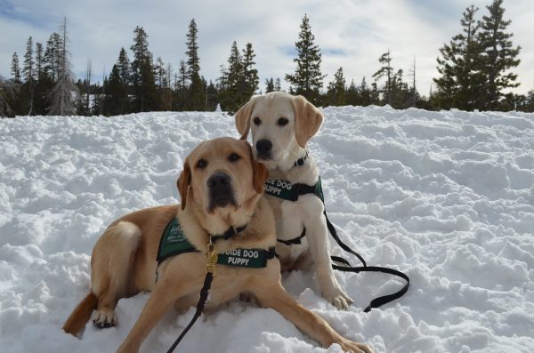 Guide Dogs for the Blind | Guide Dogs for the Blind