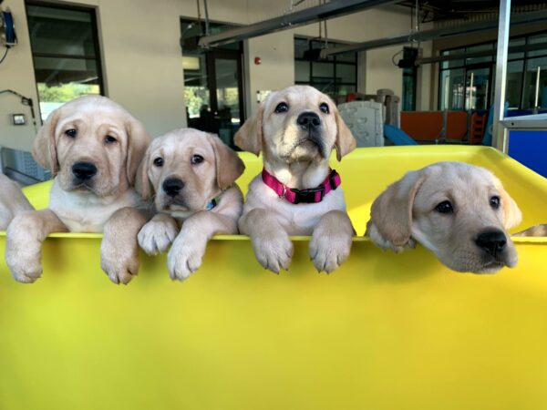 Four yellow Lab puppies peeking out of a yellow wagon.