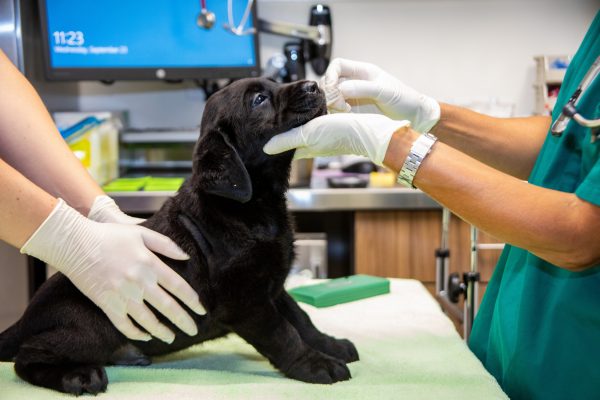 A young black Lab puppy is examined by the veterinary staff in the GDB clinic. Two staff members are seen wearing sterile gloves while performing their exam.