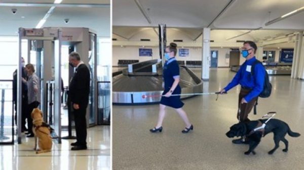 A combo image showing two photographs of people walking through an airport with their guide dogs.