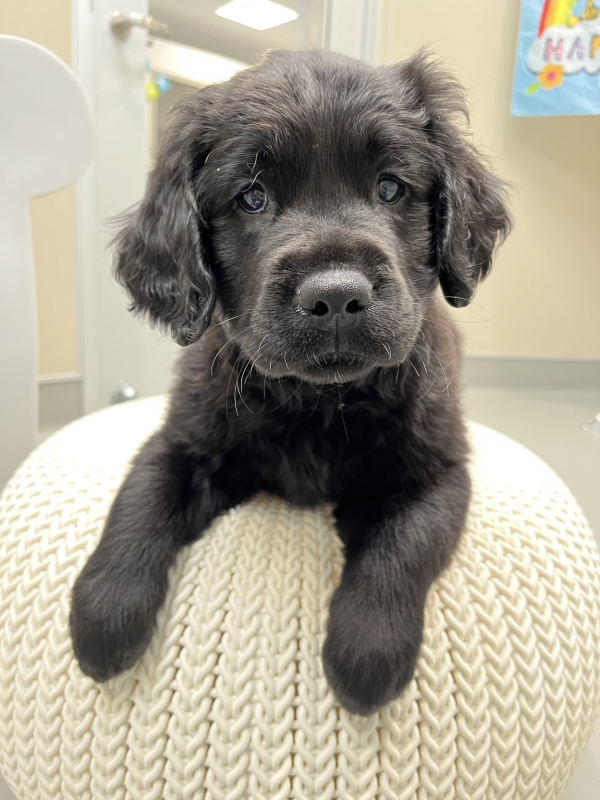 A fluffy, long-coated, black Lab/Golden cross rests on top of round seat inside the real life room at GDB's Puppy Center.