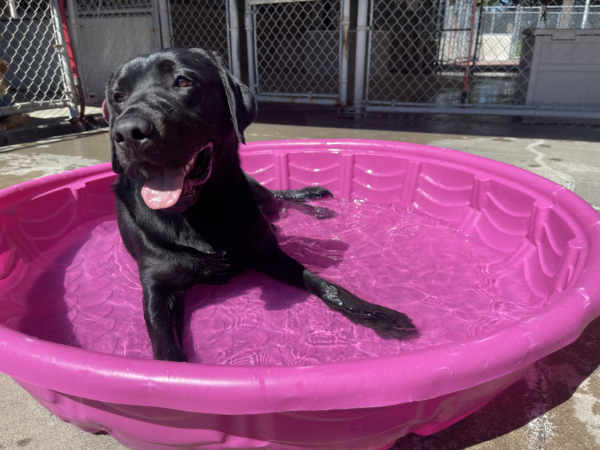 A black Lab lays happily in a pink plastic pool on a hot day.