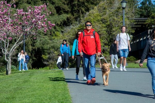 A person with a yellow Lab guide dog walking down a busy trail lined with flowering trees