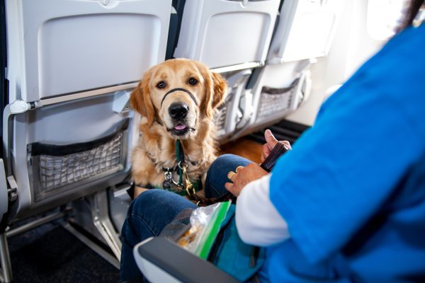 A Golden Retriever Puppy in Training sits politely in the leg room area of the airplane seats while wearing their green training vest.