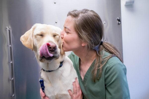 A veterinarian in scrubs plants a kiss on the side of a yellow Lab's head.