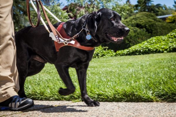 A black Lab guide dog walking briskly beside a person whose legs are shown.