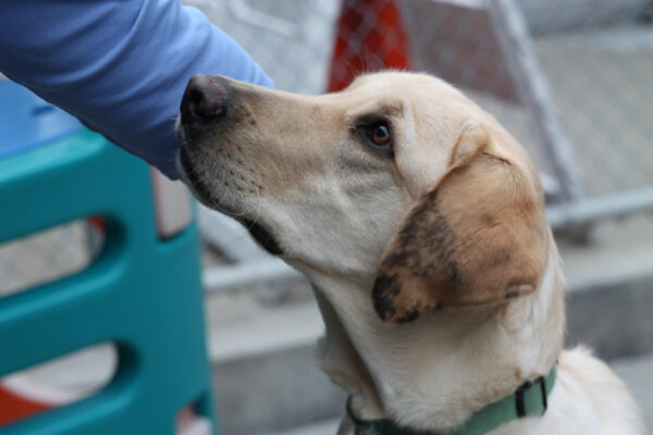 A yellow Lab with unique black markings on it's left ear. The dog is looking up at the person who is petting them on the opposite ear.