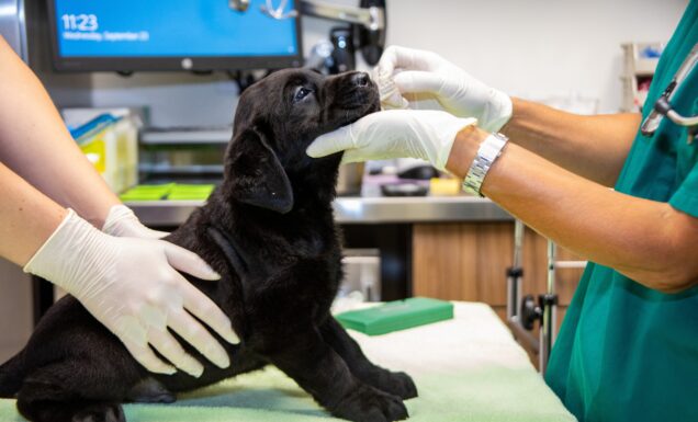 A young black Lab puppy is examined by the veterinary staff in the GDB clinic. Two staff members are seen wearing sterile gloves while performing their exam.