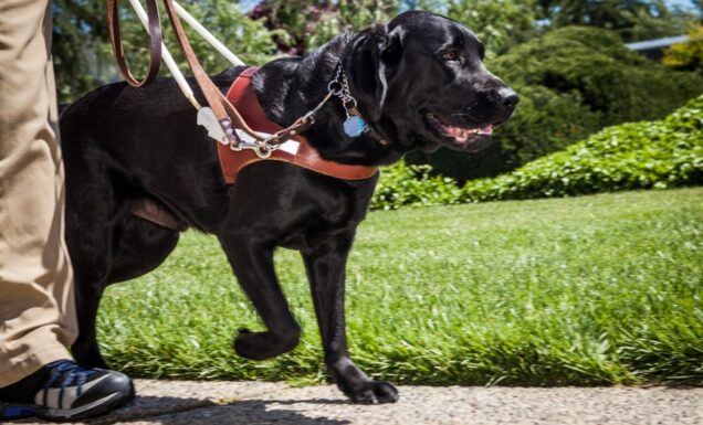 A black Lab guide dog walking briskly beside a person whose legs are shown.