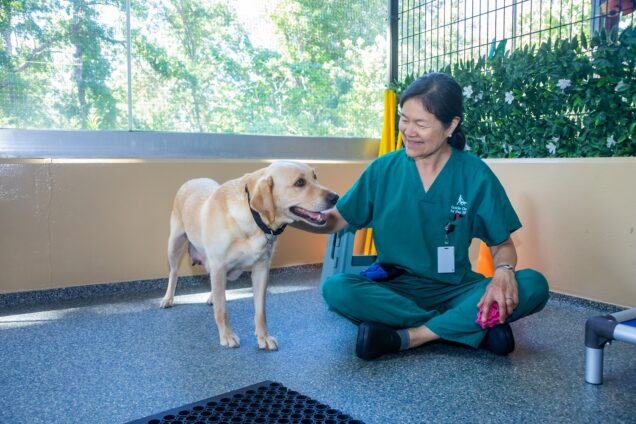 A volunteer socializes a mother dog in the neonatal outside play yard.