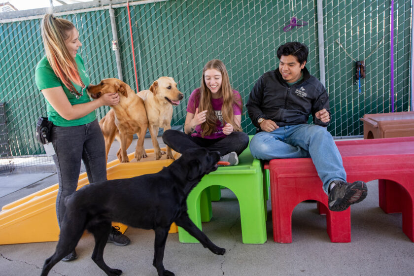 GDB staff play with guide dogs in training in the community run. Dogs climb, play with bones, and get snuggles.