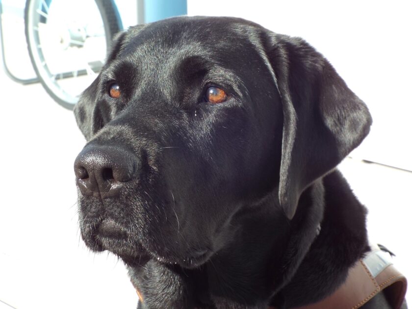 A close-up photo of a black Lab gazing off into the distance.