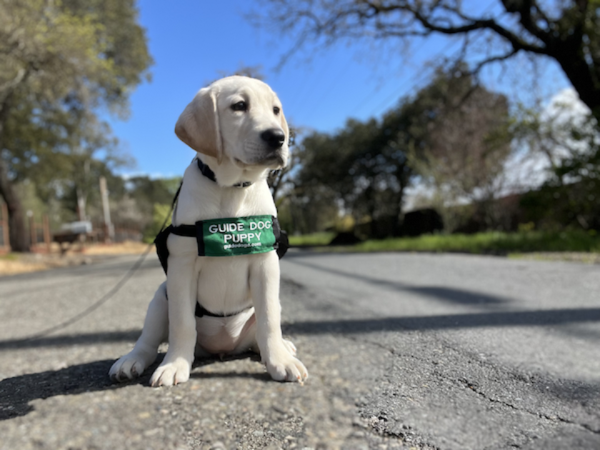 Yellow Lab guide dog puppy sits on a paved path in a park.