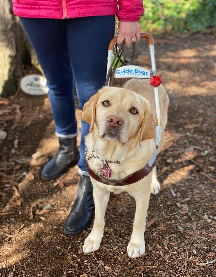 Yellow Lab guide dog in harness.