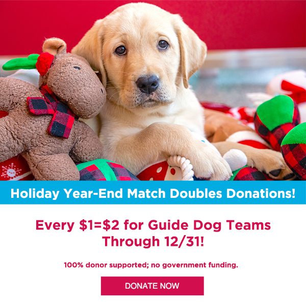 Can You Donate Used Dog Toys