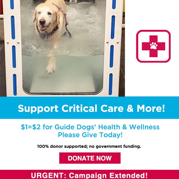 Image text overlay: Support Critical Care & More! $1=$2 for Guide Dogs' Health & Wellness - Please Give Today! Urgent: Campaign Extended! 100% donor supported; no government funding. Photo: smiling dog walking on an underwater treadmill. 