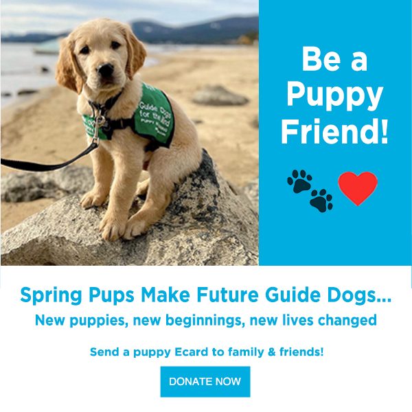 A Golden retriever puppy in a green Guide Dogs for the Blind jacket sits on a rock on the beach looking into the camera. At right are the words: Be a Puppy Friend! Below are two black paw prints and a red emoji heart. Text below the image reads "Spring Pups Make Future Guide Dogs. New puppies, new beginnings, new lives changed. Send a puppy Ecard to family & friends!"