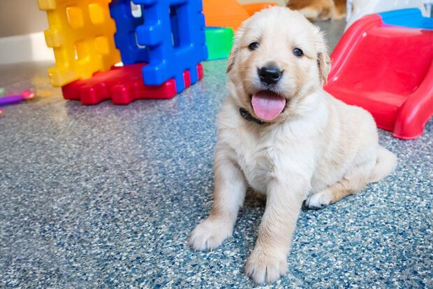 Yellow Lab puppy smiling at the camera