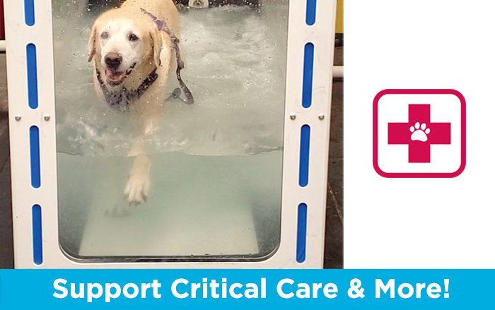 Support Critical Care & More! Photo of a smiling dog walking on an underwater treadmill. 