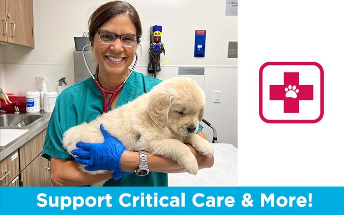 A smiling vet with a stethoscope around her neck holds a fluffy Golden retriever puppy at right is a red cross with a paw in the center. Text below the image reads "Support Critical Care & More"