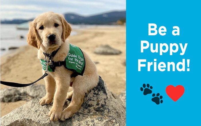 A Golden retriever puppy in a green Guide Dogs for the Blind jacket sits on a rock on the beach looking into the camera. At right are the words: Be a Puppy Friend! Below are two black paw prints and a red emoji heart.